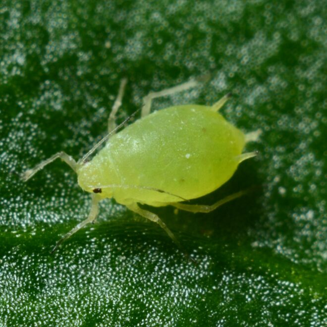 Biological control of crop weeds, pests and diseases